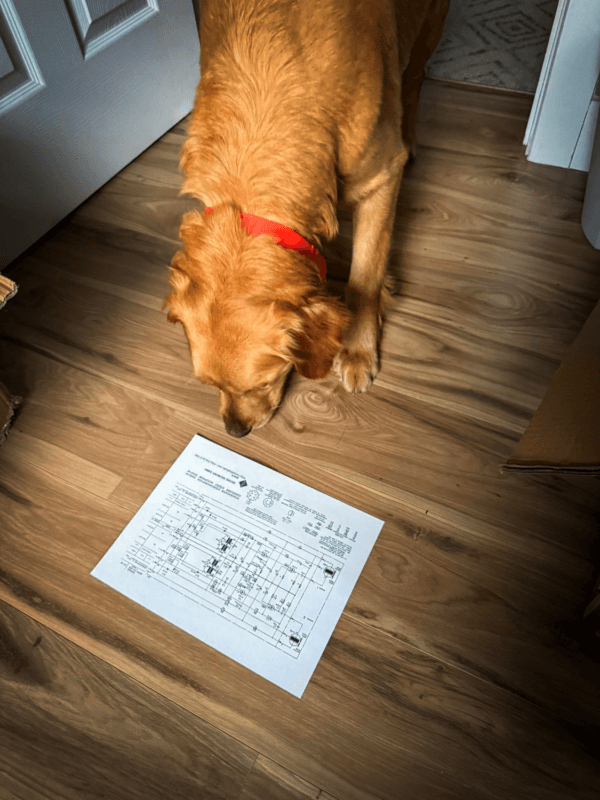 Golden coated dog looks down at a technical schematic drawing, apparently trying to work out what it means