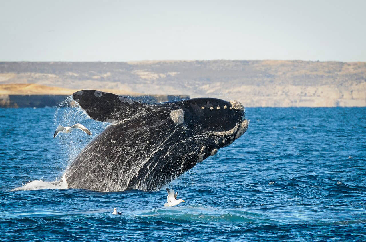 Leaping whale emerging from the sea surrounded by sea gulls and dynamic water dripping off it