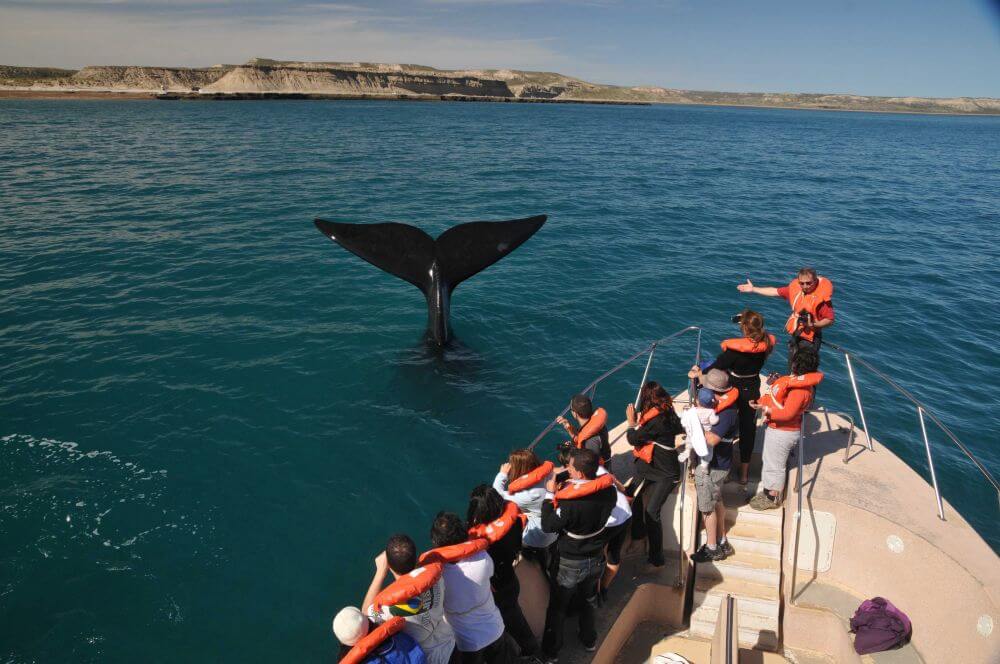 A group of tourists on a boat with a whale's tale visible in the sea and a guide pointing to its magnificence