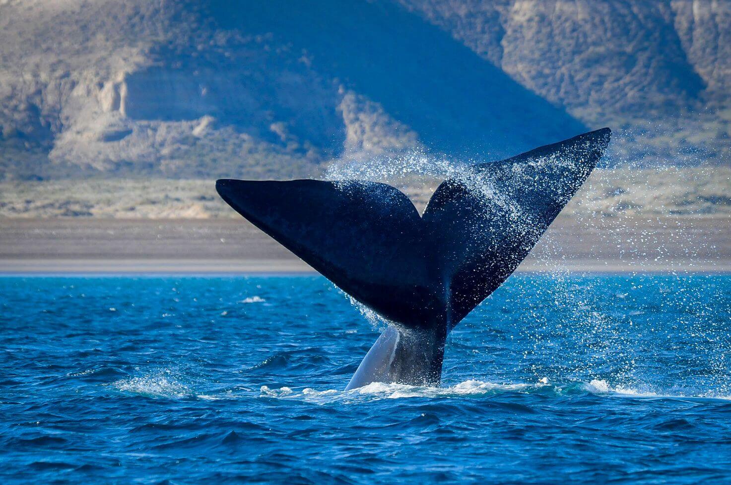 Incredible whale tail splashing back under water in the open sea 